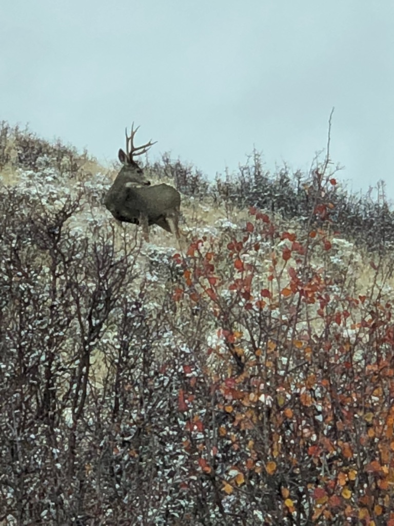 A mule deer buck standing on a snowy hillside with red autumn foliage in the foreground.